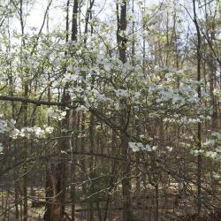 Cornus florida (Flowering Dogwood), habit, spring