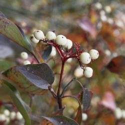 Cornus racemosa (Gray Dogwood), fruit, mature
