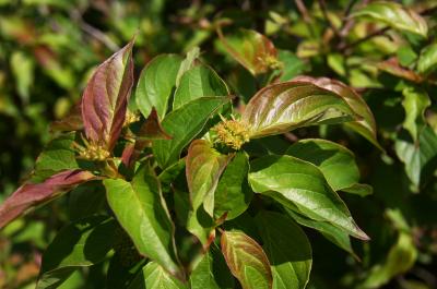 Cornus pumila (Dwarf Dogwood), bud, flower