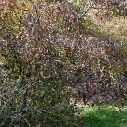 Cornus racemosa (Gray Dogwood), habit, fall