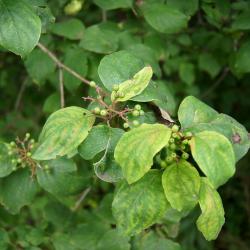 Cornus racemosa (Gray Dogwood), infructescence