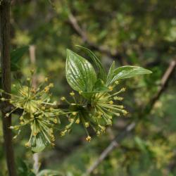 Cornus mas (Cornelian-cherry Dogwood), leaf, spring
