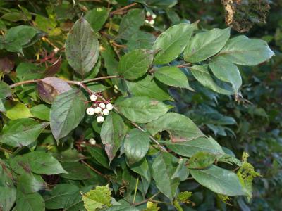 Cornus racemosa (Gray Dogwood), infructescence