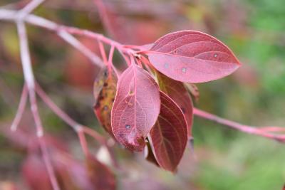 Cornus racemosa 'Green Carpet' (Green Carpet Gray Dogwood), leaf, fall