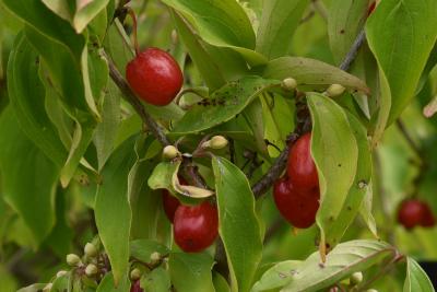 Cornus officinalis (Japanese Cornel), fruit, mature