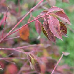 Cornus racemosa 'Green Carpet' (Green Carpet Gray Dogwood), leaf, fall