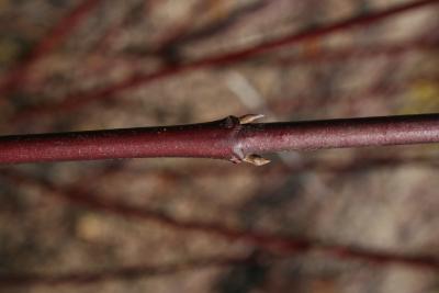 Cornus obliqua (Blue-fruited Dogwood), bud, lateral