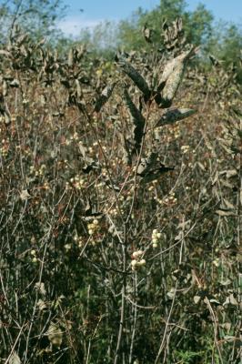 Cornus racemosa (Gray Dogwood), habit, fall