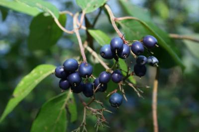 Cornus obliqua (Blue-fruited Dogwood), fruit, mature