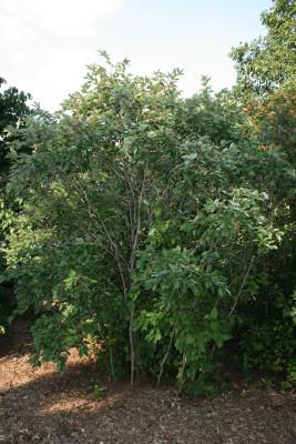 Cornus racemosa (Gray Dogwood), habit, summer
