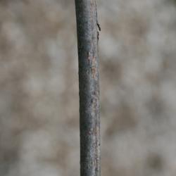 Cornus officinalis (Japanese Cornel), bark, branch