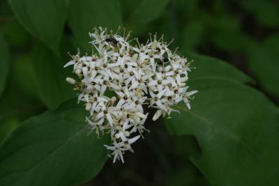 Cornus racemosa (Gray Dogwood), inflorescence