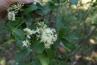Cornus racemosa (Gray Dogwood), inflorescence