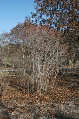 Cornus racemosa (Gray Dogwood), habit, winter