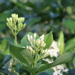 Cornus racemosa (Gray Dogwood), bud, flower