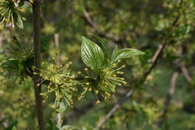Cornus mas (Cornelian-cherry Dogwood), leaf, spring