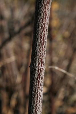 Cornus obliqua (Blue-fruited Dogwood), bark, branch