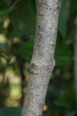 Cornus racemosa (Gray Dogwood), bark, trunk