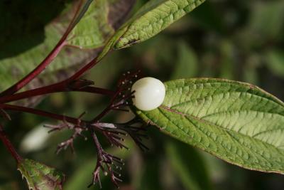 Cornus sericea subsp. sericea (Red-osier Dogwood), fruit, mature