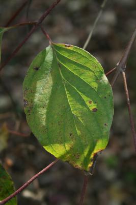Cornus racemosa (Gray Dogwood), leaf, lower surface
