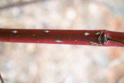 Cornus sericea subsp. sericea (Red-osier Dogwood), bark, trunk