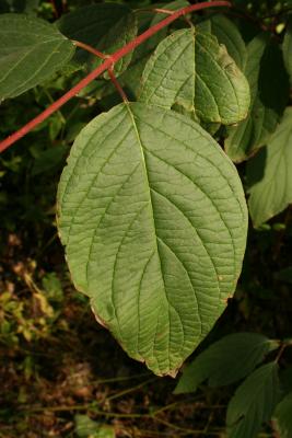 Cornus sericea subsp. sericea (Red-osier Dogwood), leaf, upper surface