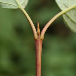 Cornus sericea subsp. sericea (Red-osier Dogwood), bud, terminal
