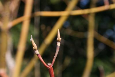 Cornus sanguinea 'Winter Flame' (Winter Flame Blood-twigged Dogwood), leaf, young