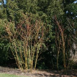 Cornus sanguinea 'Winter Flame' (Winter Flame Blood-twigged Dogwood), habit, spring