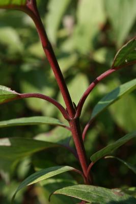 Cornus sericea subsp. sericea (Red-osier Dogwood), bud, lateral