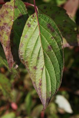 Cornus sericea subsp. sericea (Red-osier Dogwood), leaf, upper surface