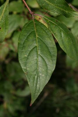 Cornus racemosa (Gray Dogwood), leaf, lower surface