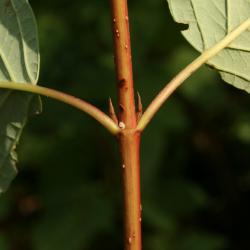 Cornus sericea subsp. sericea (Red-osier Dogwood), bud, lateral