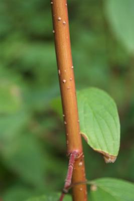 Cornus sericea subsp. sericea (Red-osier Dogwood), bark, twig