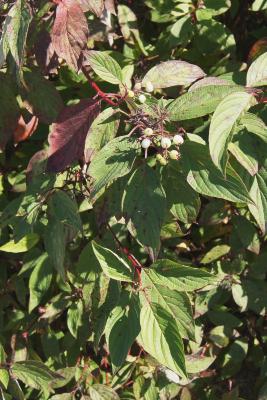 Cornus sericea subsp. sericea (Red-osier Dogwood), leaf, mature