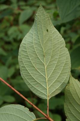 Cornus sericea subsp. sericea (Red-osier Dogwood), leaf, lower surface