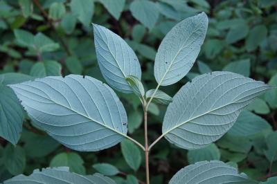 Cornus sericea subsp. sericea (Red-osier Dogwood), leaf, lower surface