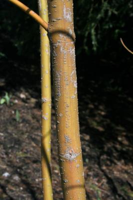 Cornus sanguinea 'Winter Flame' (Winter Flame Blood-twigged Dogwood), bark, trunk