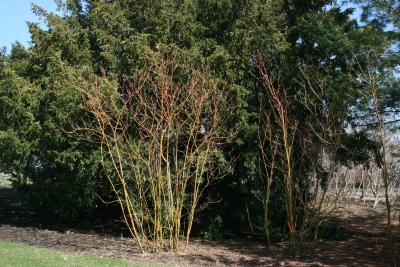 Cornus sanguinea 'Winter Flame' (Winter Flame Blood-twigged Dogwood), habit, spring