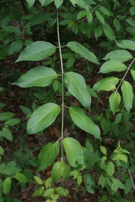 Cornus racemosa (Gray Dogwood), leaf, summer