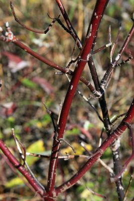 Cornus sericea subsp. sericea (Red-osier Dogwood), bark, twig