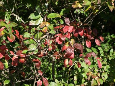 Cornus racemosa (Gray Dogwood), leaf, fall