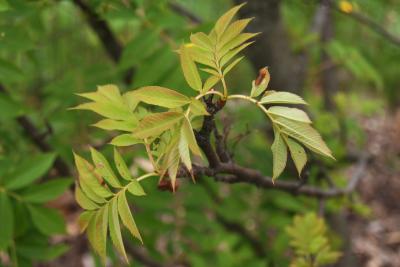 Sorbus commixta (Japanese Mountain-ash), leaf, new