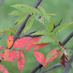 Sorbus commixta (Japanese Mountain-ash), leaf, fall