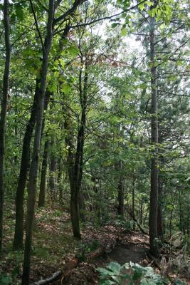 Sorbus aucuparia (European Mountain-ash), habitat