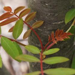Sorbus hupehensis (Hupeh Mountain-ash), leaf, new