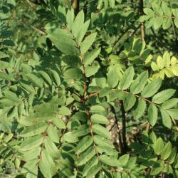 Sorbus decora (Showy Mountain-ash), leaf, summer