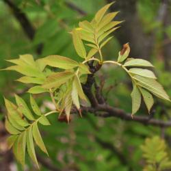 Sorbus commixta (Japanese Mountain-ash), leaf, new