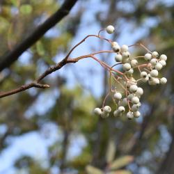 Sorbus hupehensis (Hupeh Mountain-ash), fruit, mature