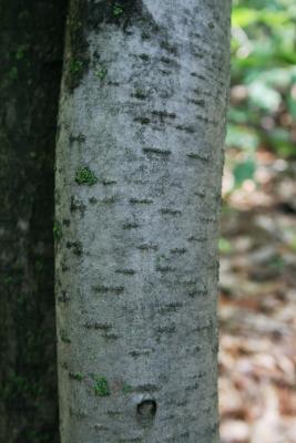 Sorbus aucuparia (European Mountain-ash), bark, trunk